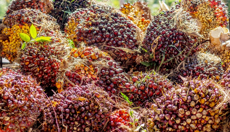 Crude Palm Oil